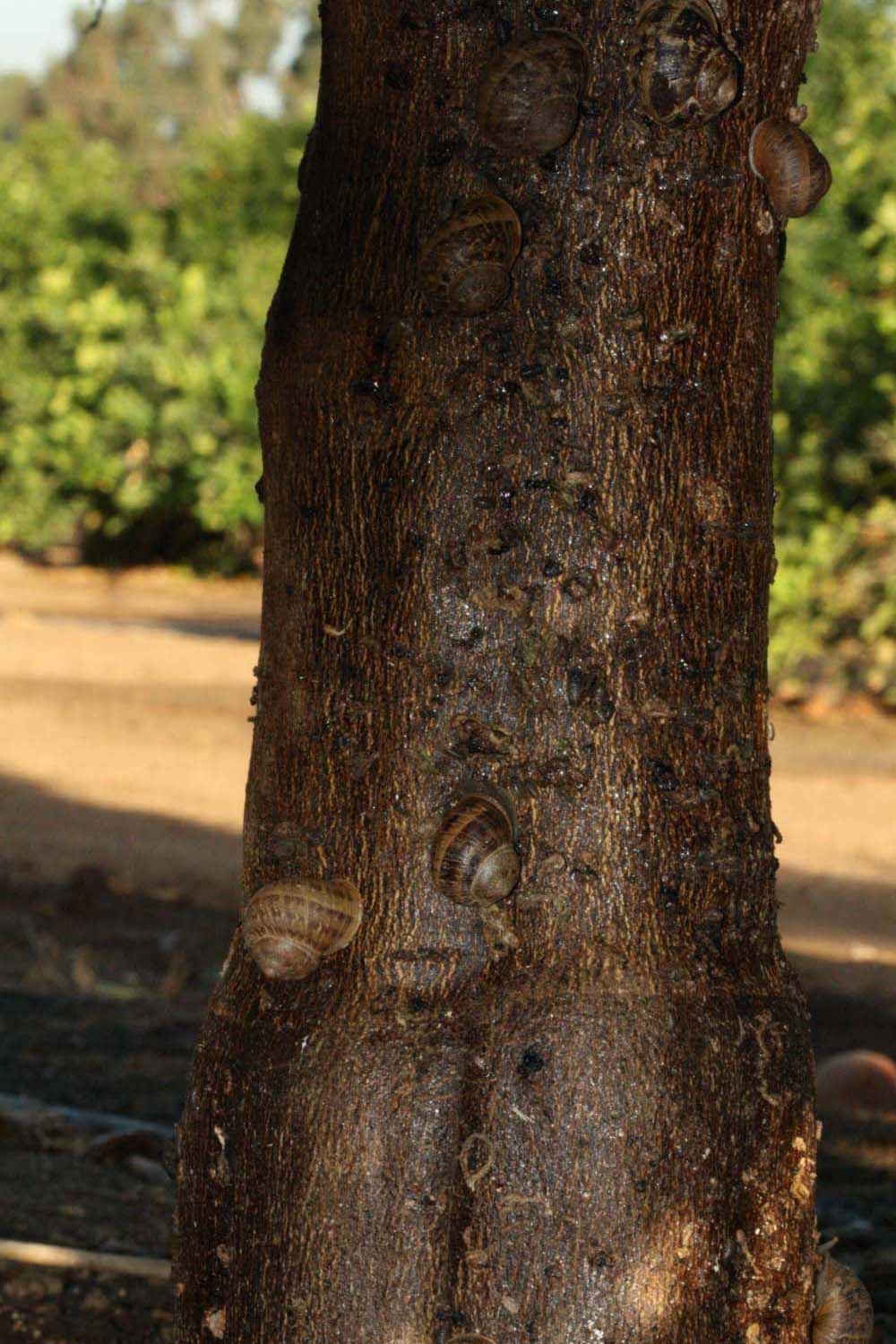            Bark (Riverside, CA)   